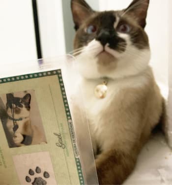 Gato com seu RG Animal