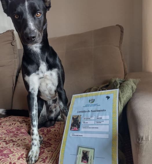 Cachorro com Certidao de Nascimento
