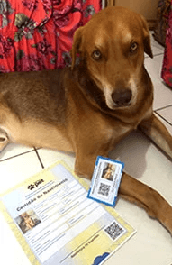 Cachorro caramelo com documentos e QR Code