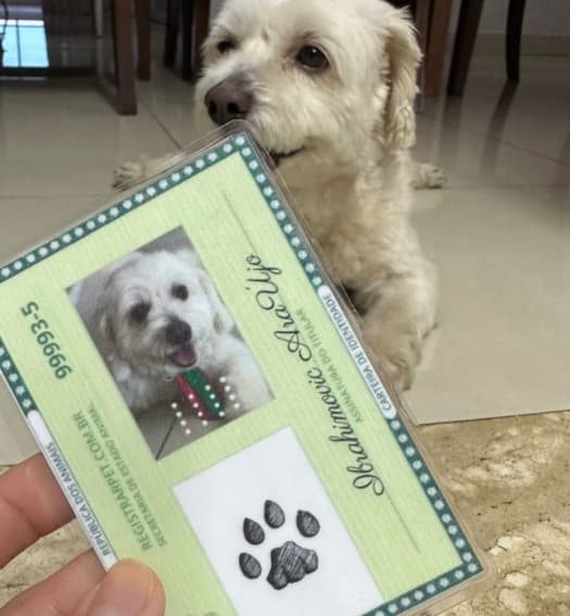 Cachorro branco com seu RG Pet na mao do tutor