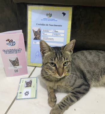 Gato com sua Certidao de Nascimento e carteirinha de vacinacao
