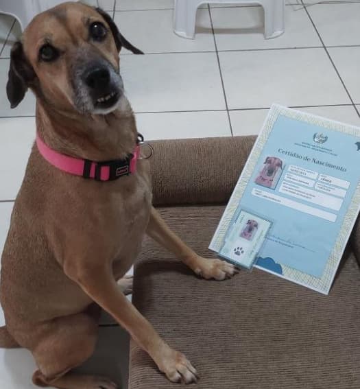Cachorro com coleira rosa ao lado da sua Certidao de Nascimento
